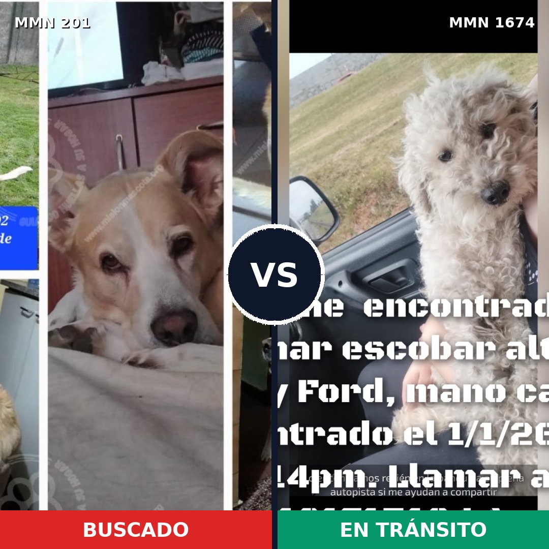 Comparativa MMS 36094: mascota perdida y mascota encontrada, 49% de similitud
