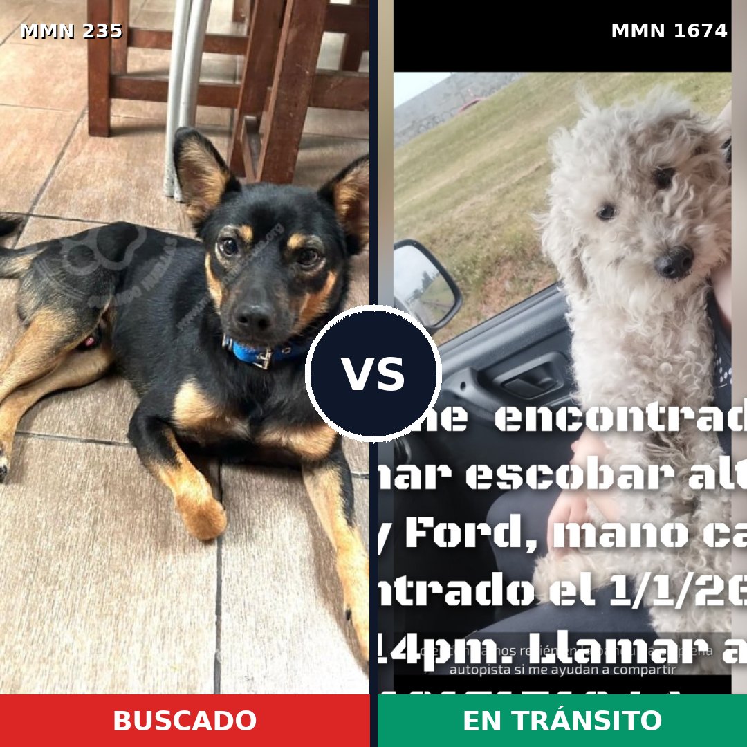 Comparativa MMS 36095: mascota perdida y mascota encontrada, 27% de similitud