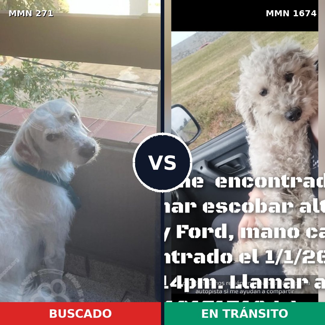 Comparativa MMS 36096: mascota perdida y mascota encontrada, 51% de similitud