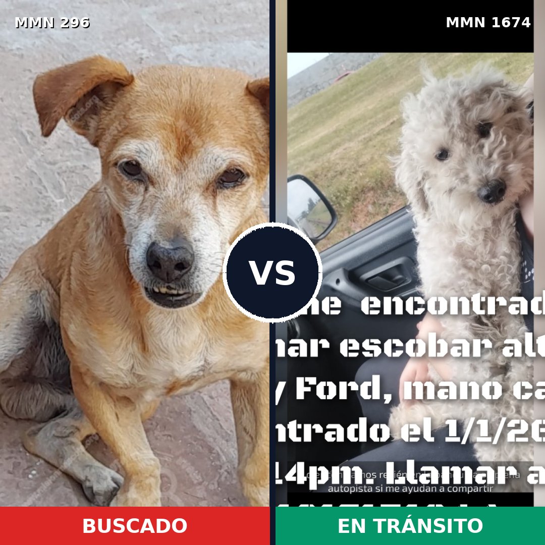 Comparativa MMS 36097: mascota perdida y mascota encontrada, 45% de similitud