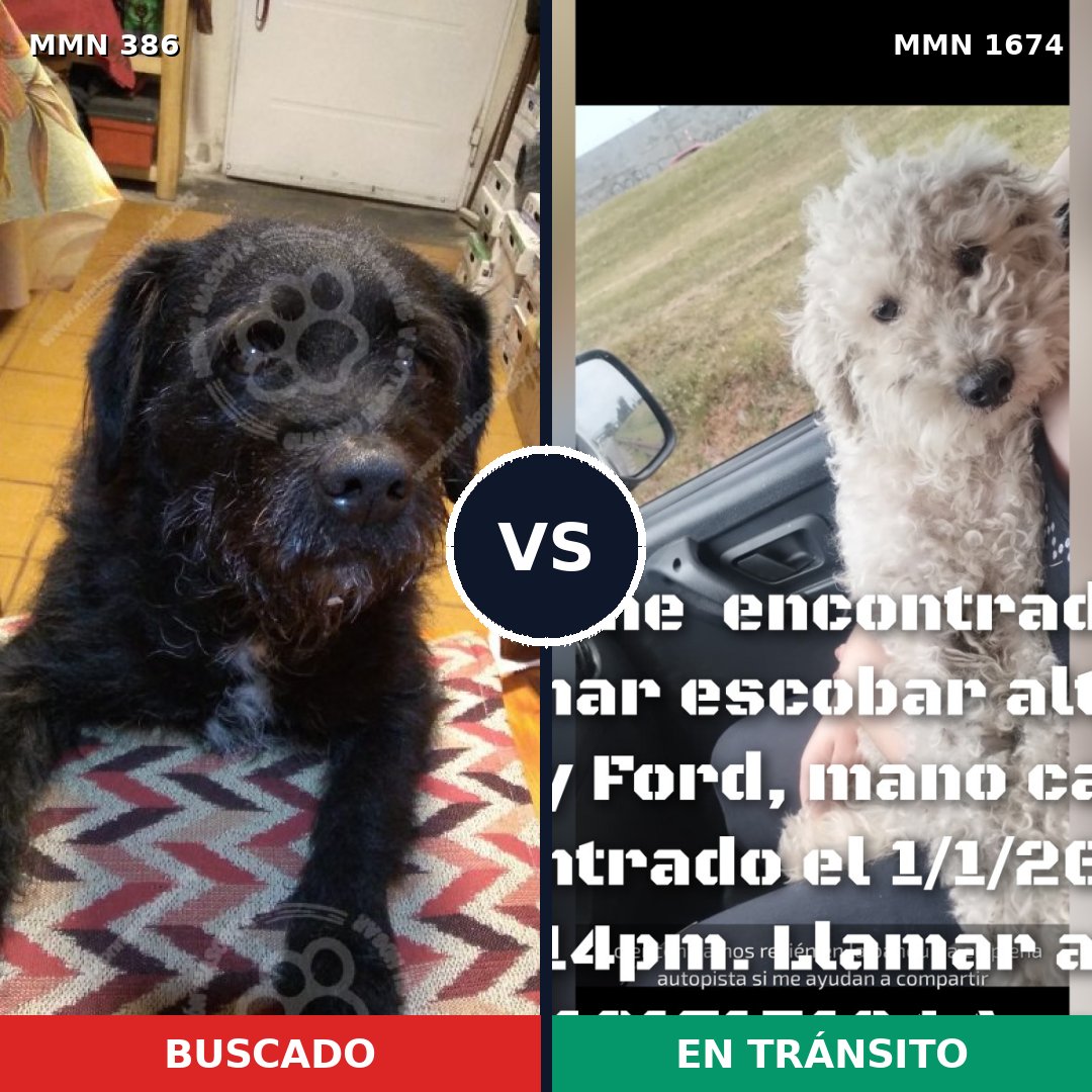 Comparativa MMS 36099: mascota perdida y mascota encontrada, 47% de similitud