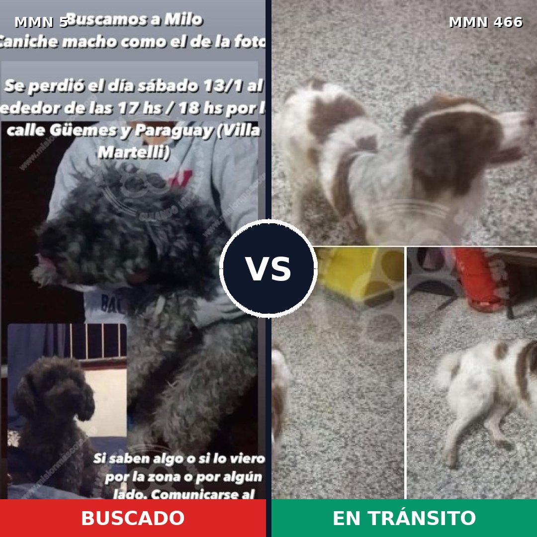 Comparativa MMS 361: mascota perdida y mascota encontrada, 32% de similitud