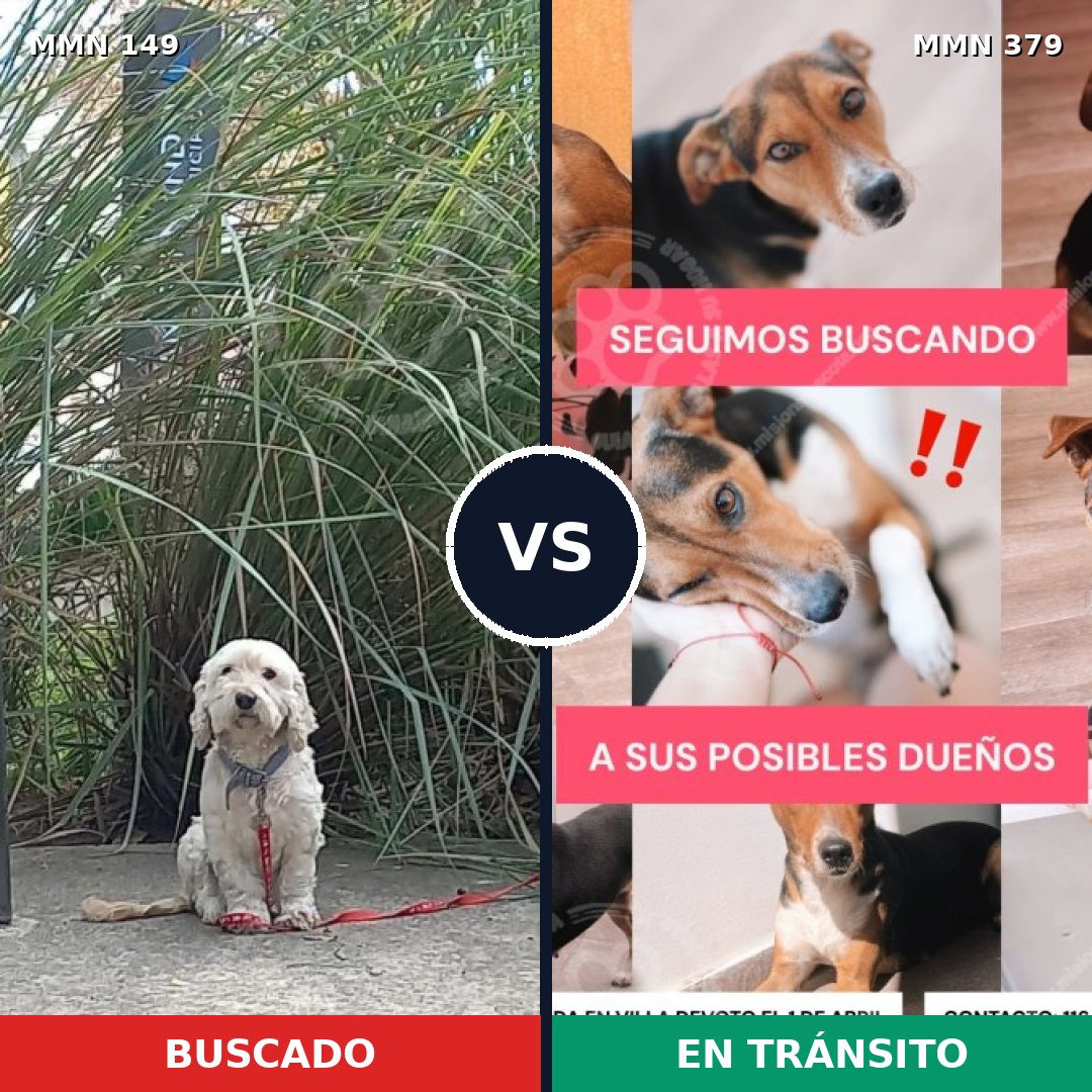 Comparativa MMS 3610: mascota perdida y mascota encontrada, 48% de similitud