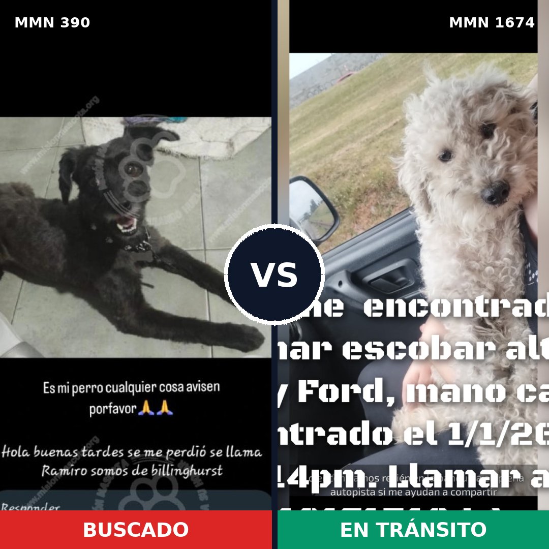 Comparativa MMS 36100: mascota perdida y mascota encontrada, 72% de similitud