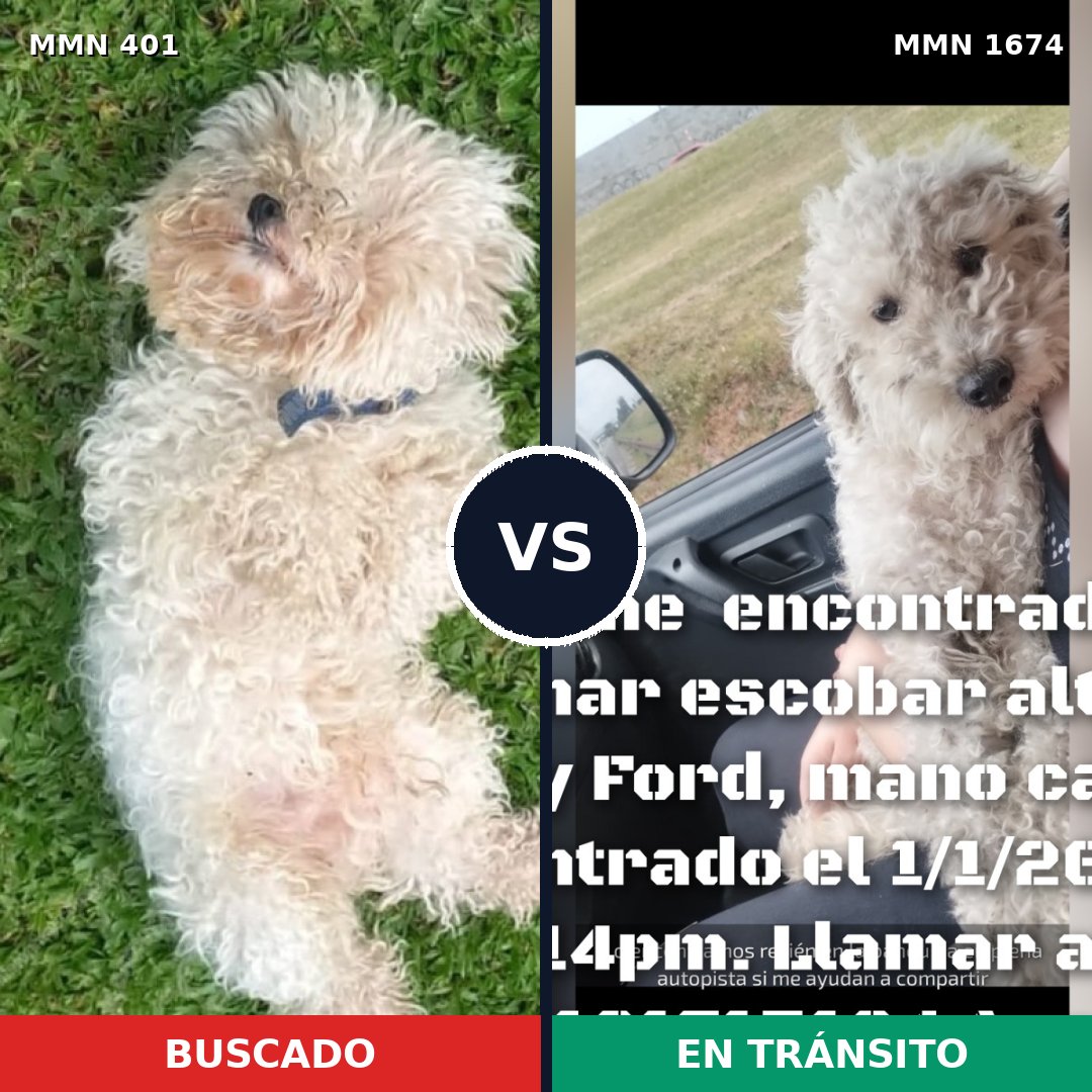 Comparativa MMS 36101: mascota perdida y mascota encontrada, 54% de similitud