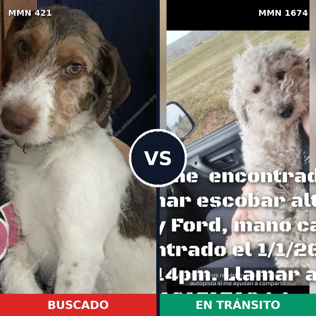 Comparativa MMS 36102: mascota perdida y mascota encontrada, 49% de similitud