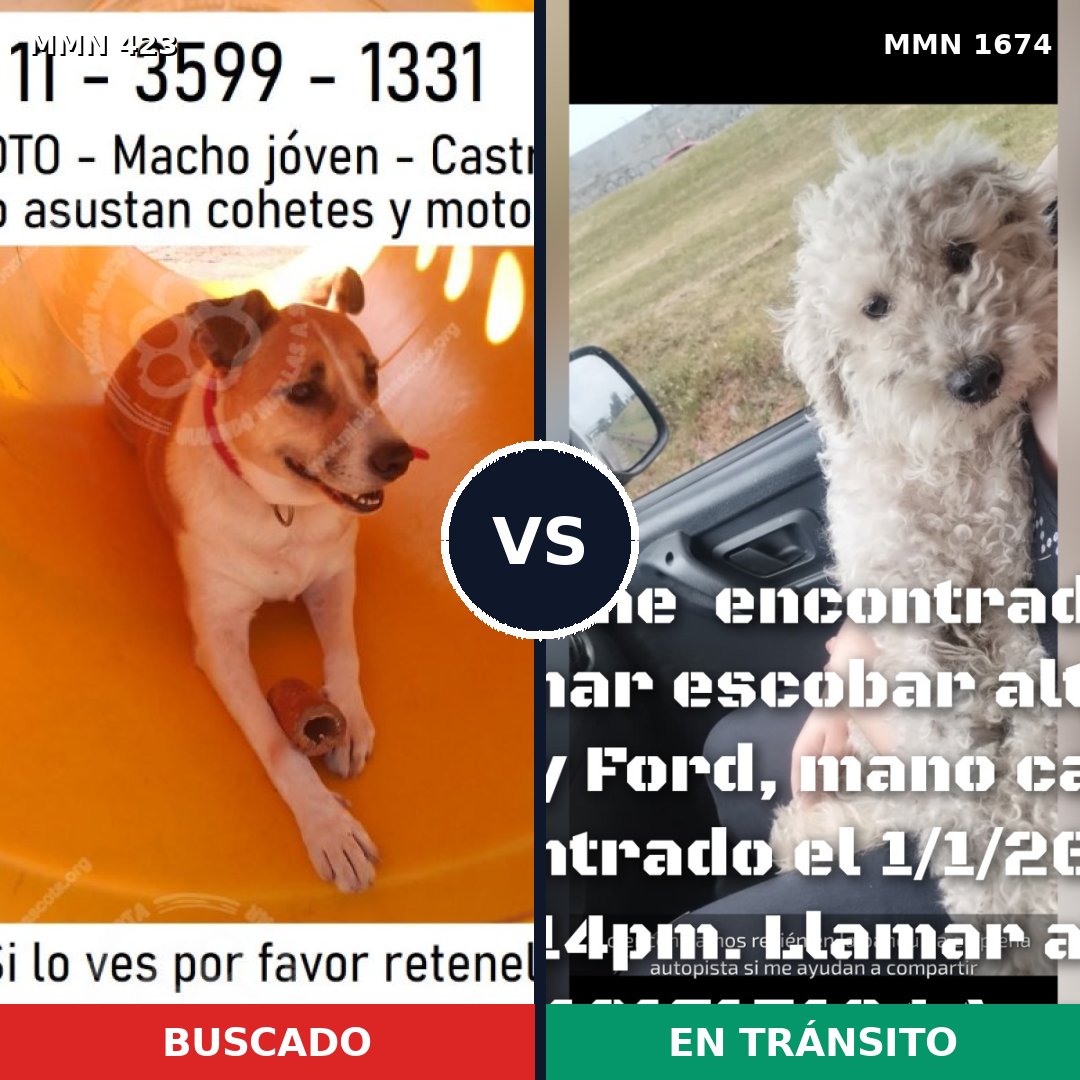 Comparativa MMS 36103: mascota perdida y mascota encontrada, 49% de similitud