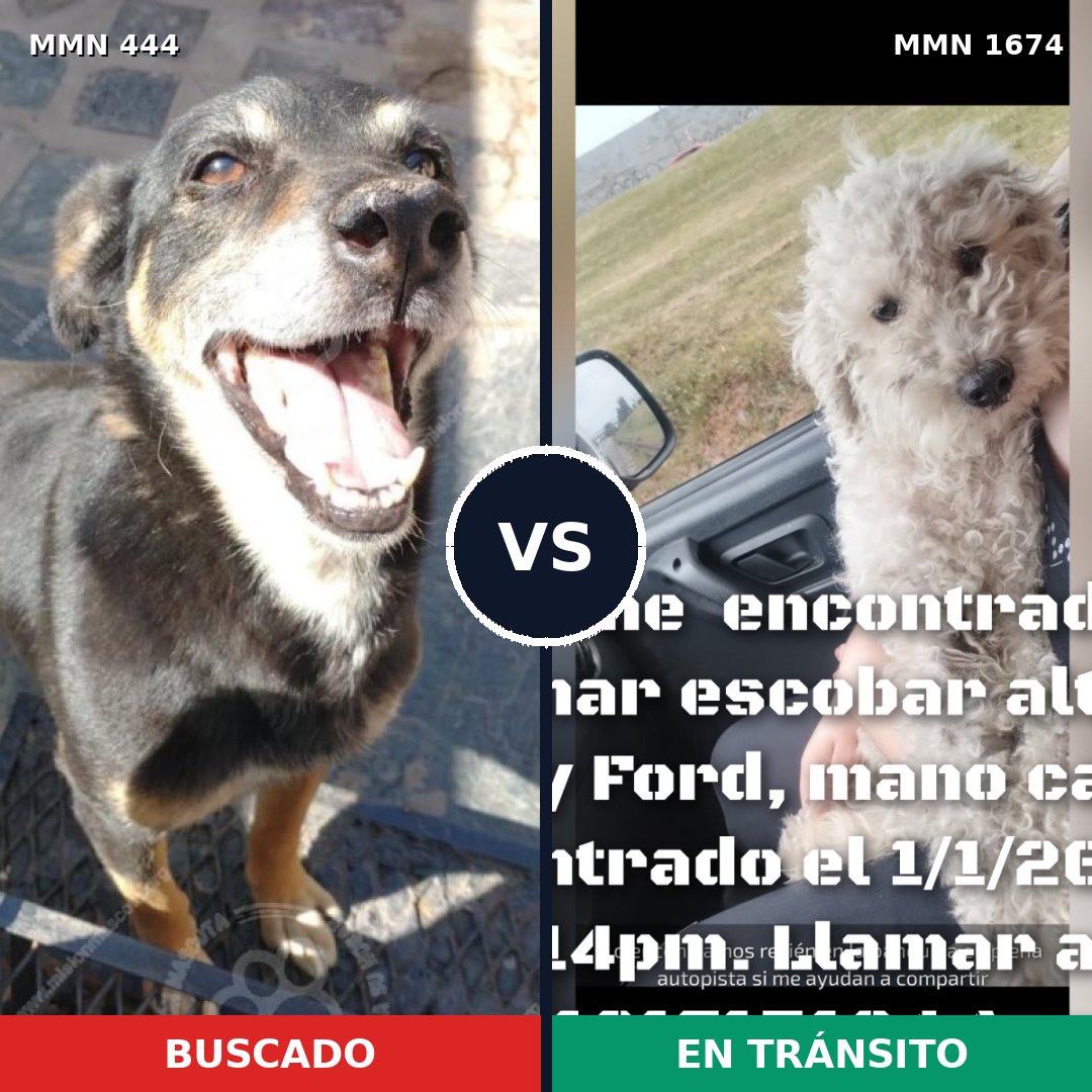 Comparativa MMS 36105: mascota perdida y mascota encontrada, 35% de similitud