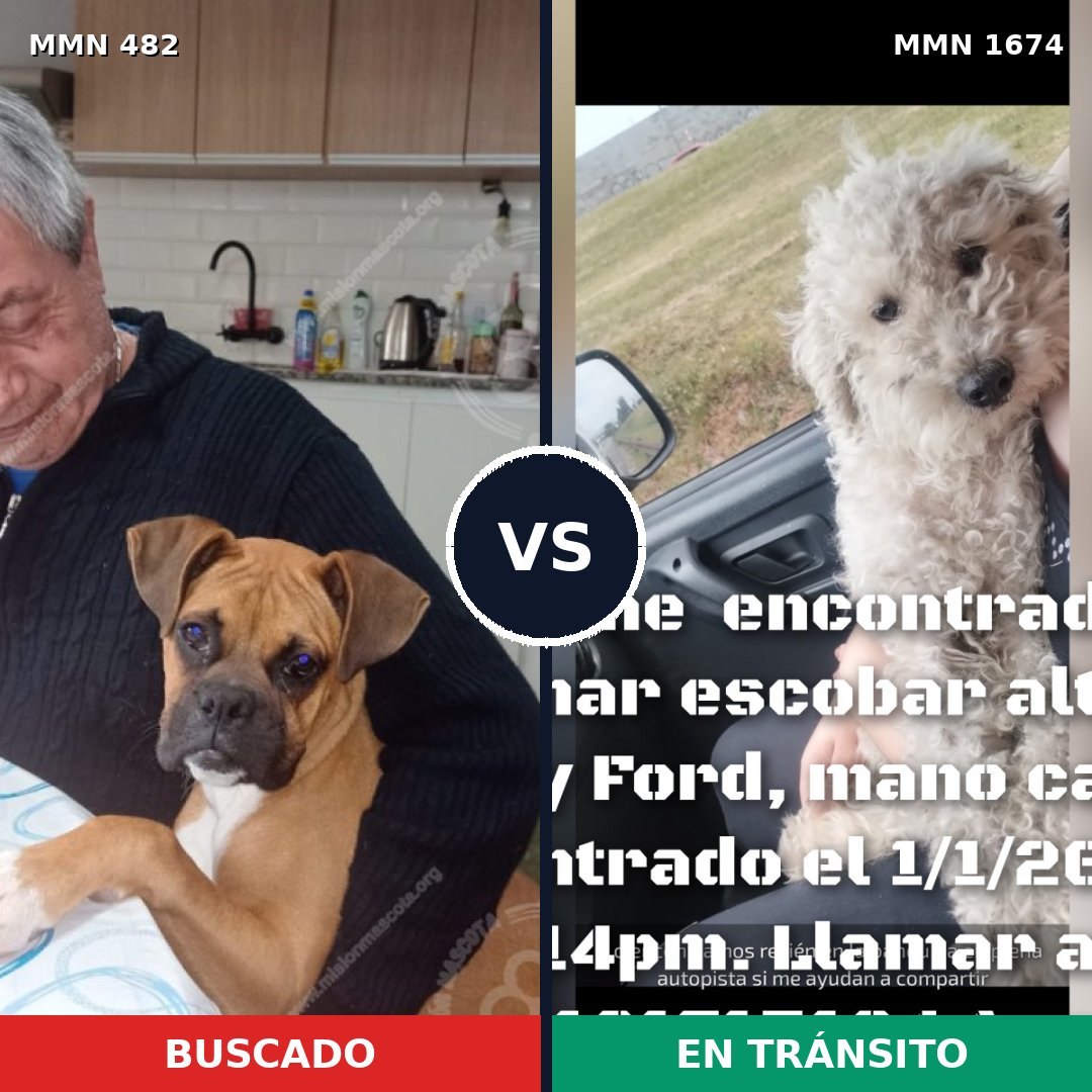 Comparativa MMS 36109: mascota perdida y mascota encontrada, 41% de similitud