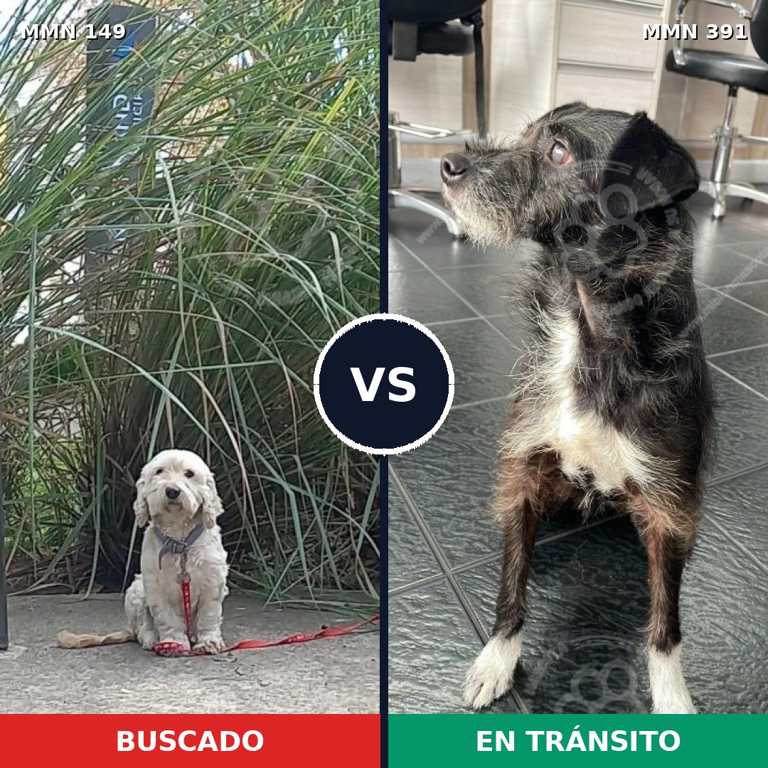 Comparativa MMS 3611: mascota perdida y mascota encontrada, 68% de similitud