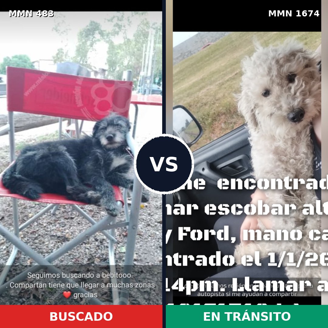 Comparativa MMS 36110: mascota perdida y mascota encontrada, 48% de similitud