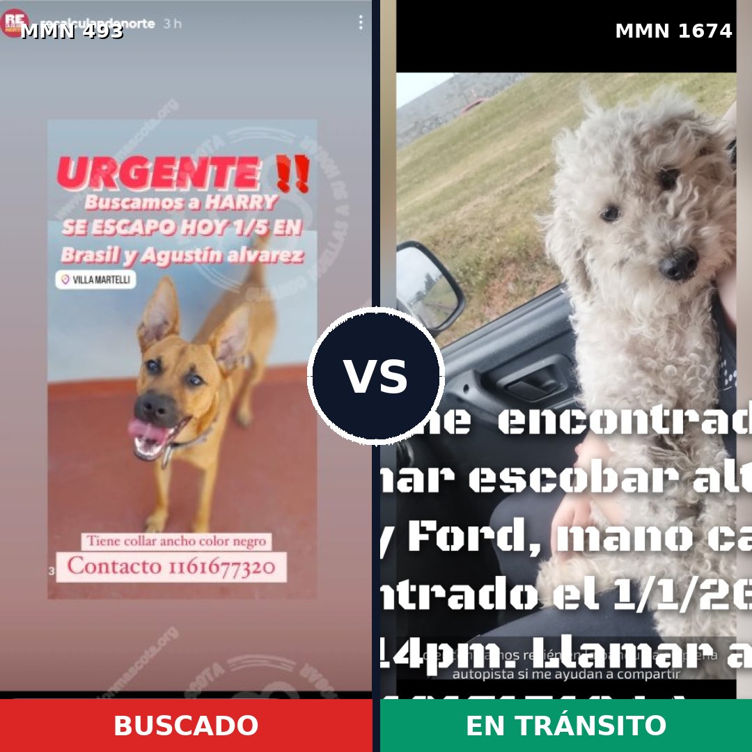 Comparativa MMS 36111: mascota perdida y mascota encontrada, 43% de similitud