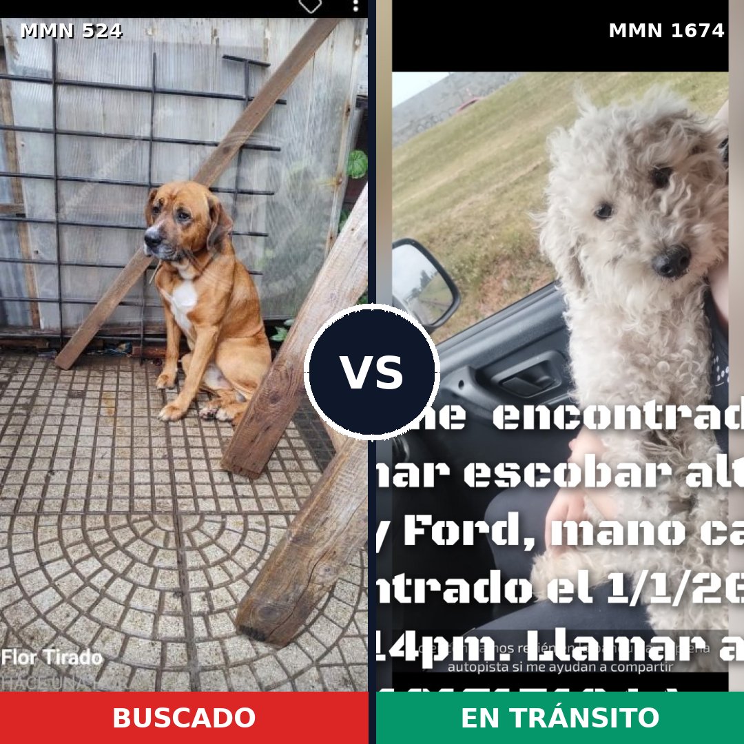 Comparativa MMS 36112: mascota perdida y mascota encontrada, 36% de similitud