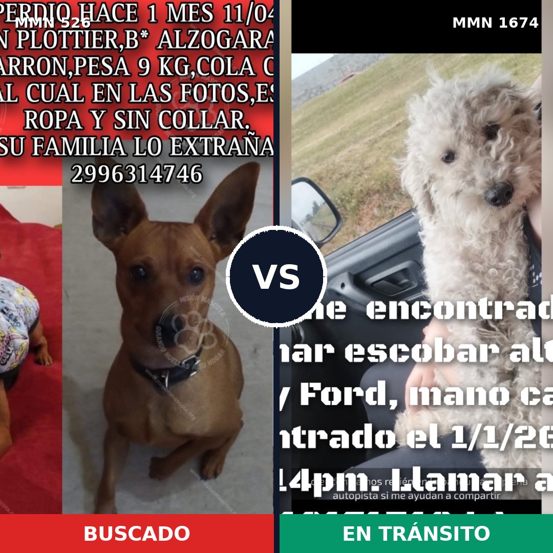 Comparativa MMS 36113: mascota perdida y mascota encontrada, 29% de similitud