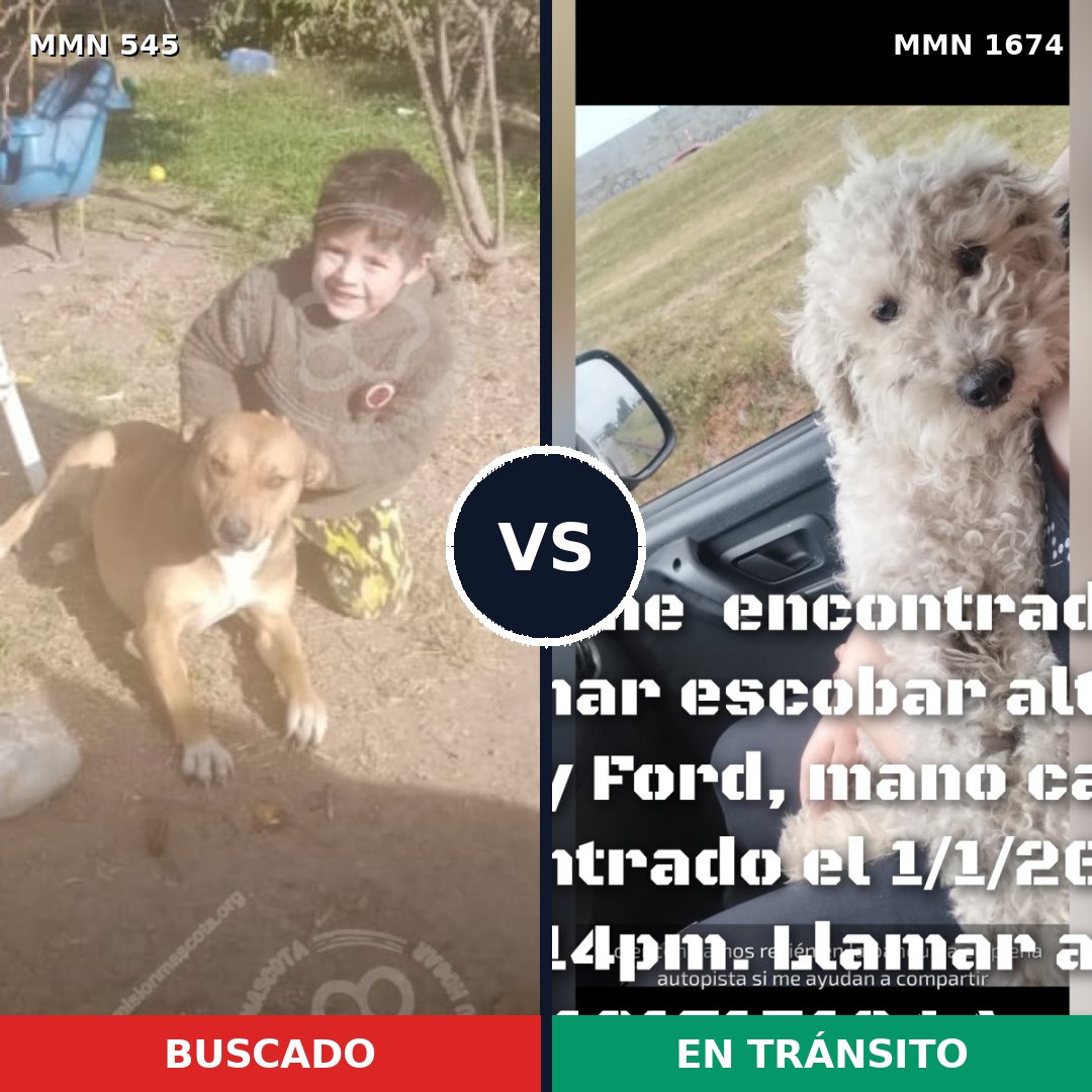 Comparativa MMS 36115: mascota perdida y mascota encontrada, 52% de similitud
