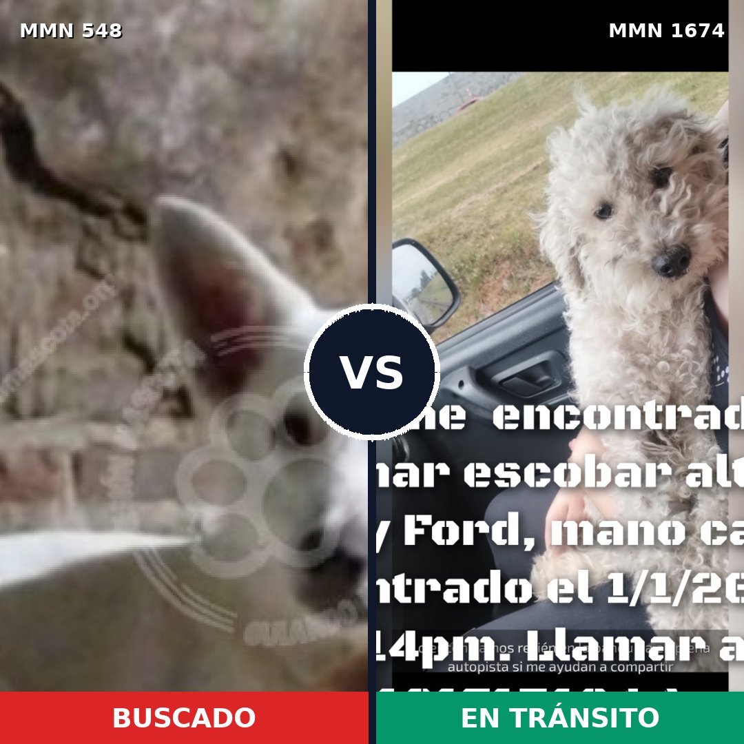 Comparativa MMS 36116: mascota perdida y mascota encontrada, 42% de similitud