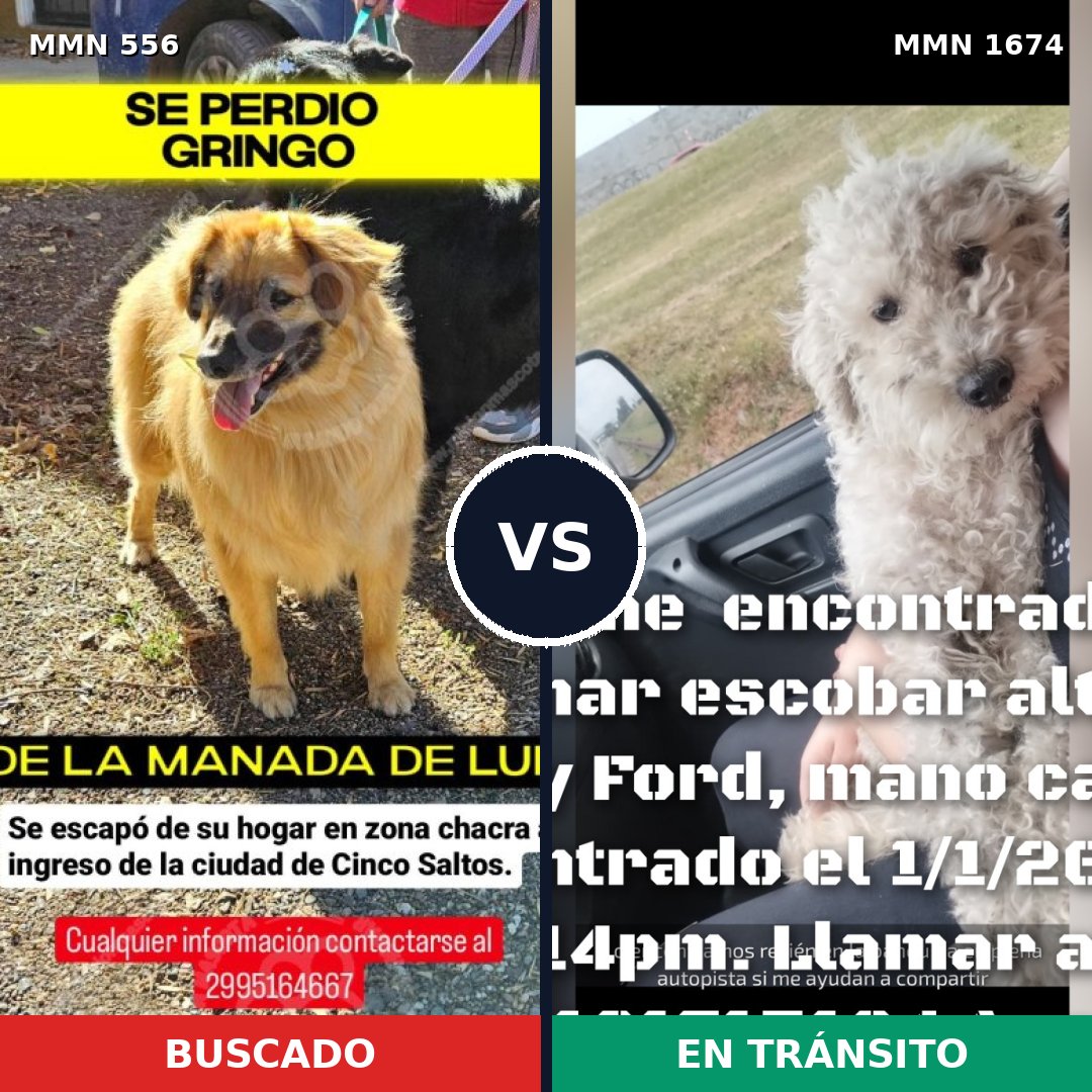 Comparativa MMS 36117: mascota perdida y mascota encontrada, 43% de similitud