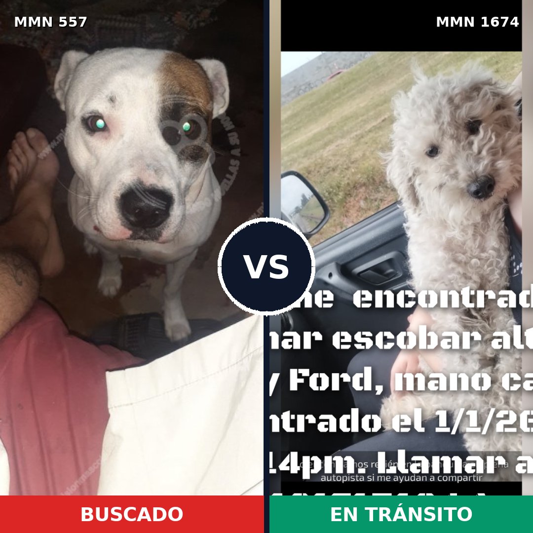Comparativa MMS 36118: mascota perdida y mascota encontrada, 54% de similitud