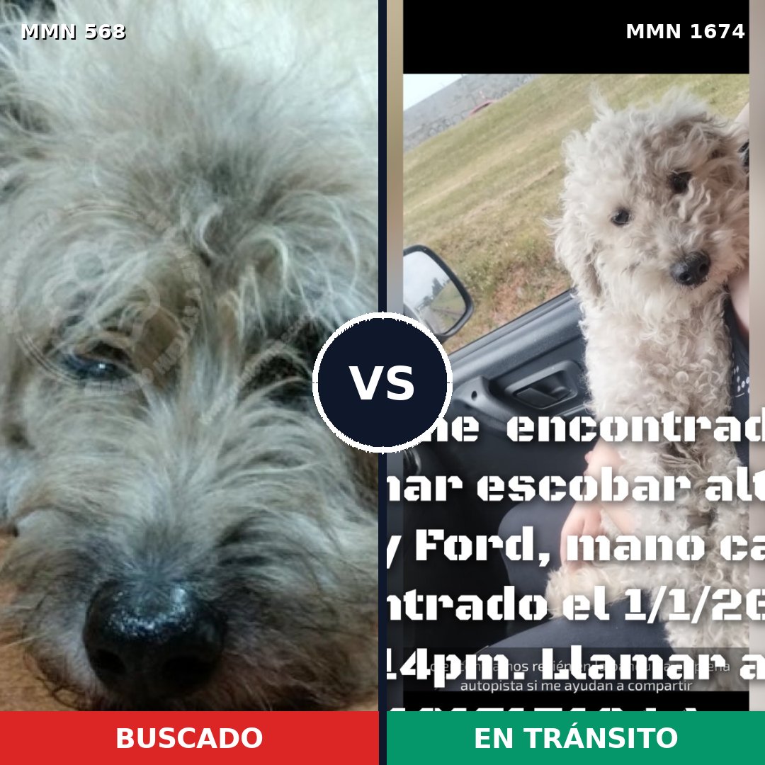 Comparativa MMS 36119: mascota perdida y mascota encontrada, 46% de similitud