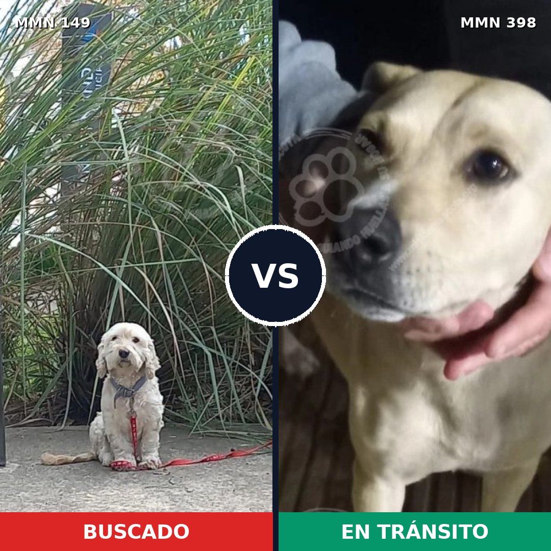 Comparativa MMS 3612: mascota perdida y mascota encontrada, 52% de similitud