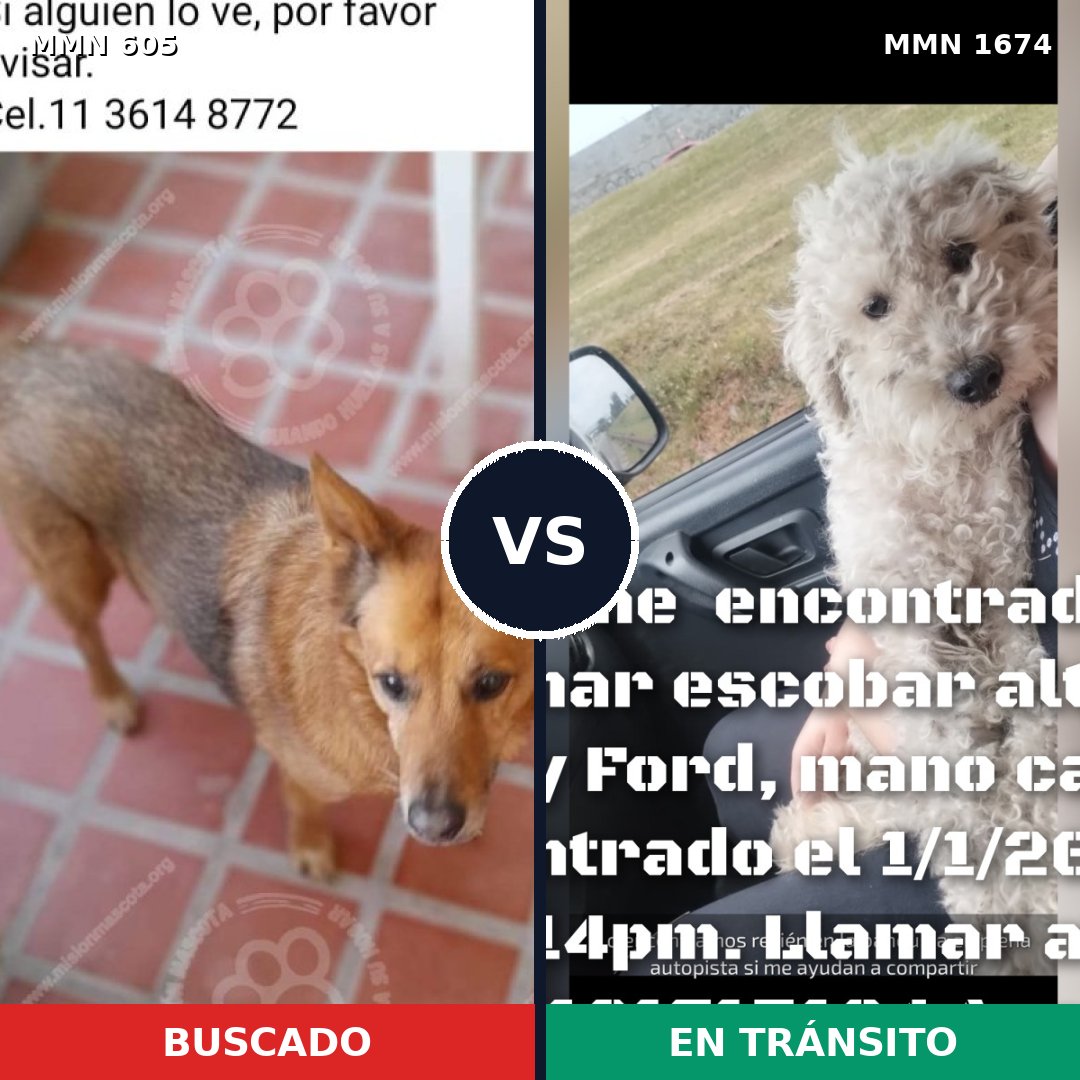 Comparativa MMS 36121: mascota perdida y mascota encontrada, 46% de similitud