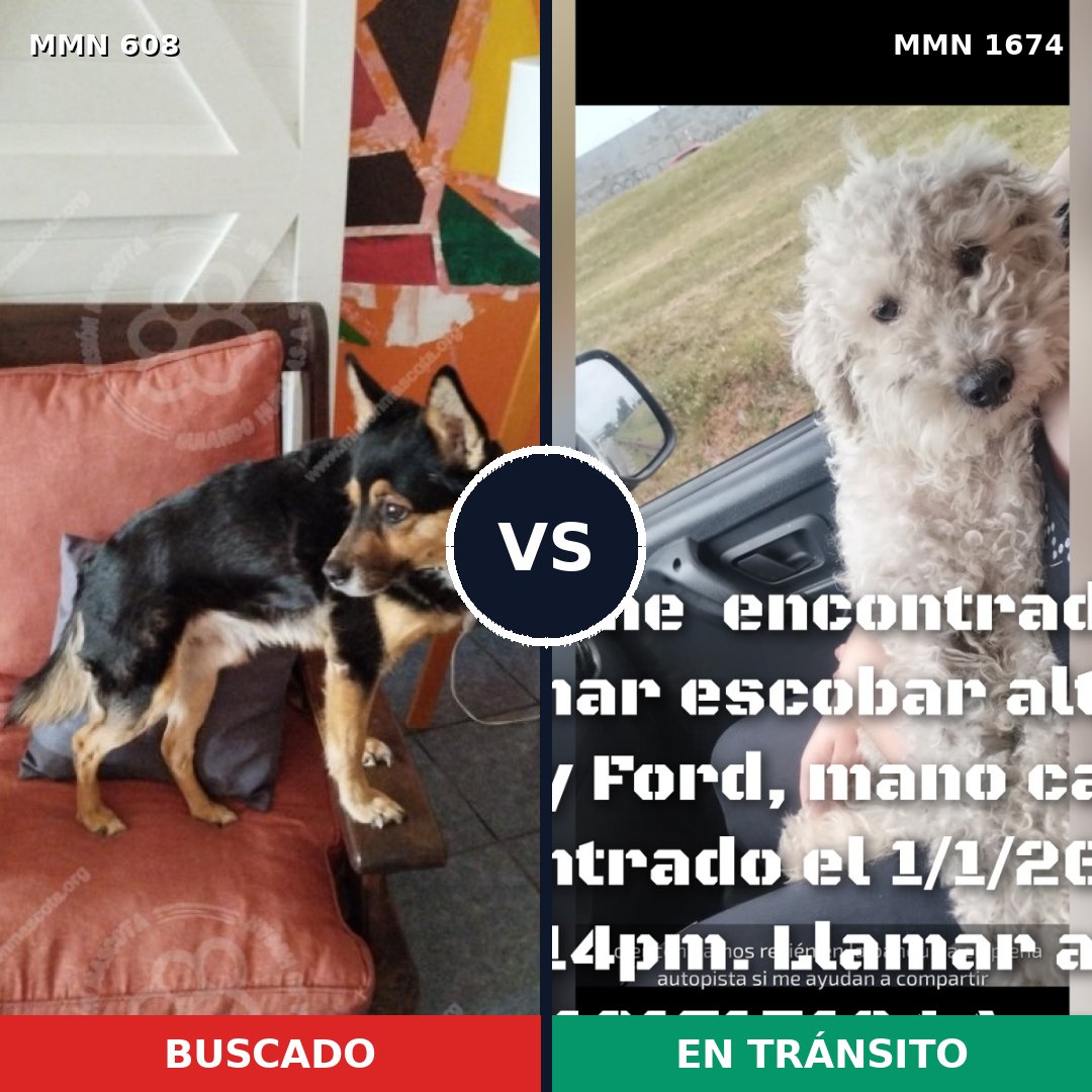 Comparativa MMS 36123: mascota perdida y mascota encontrada, 48% de similitud