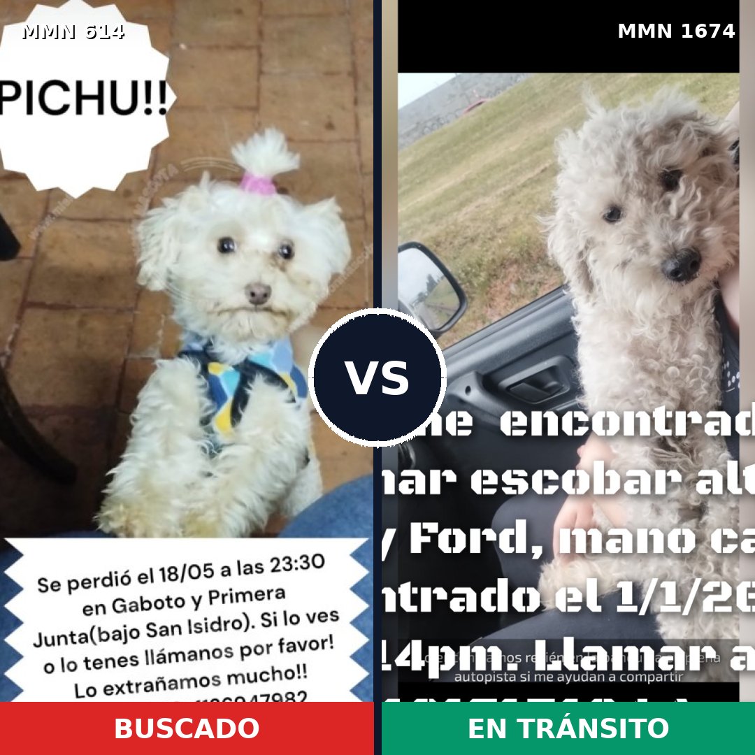 Comparativa MMS 36124: mascota perdida y mascota encontrada, 60% de similitud