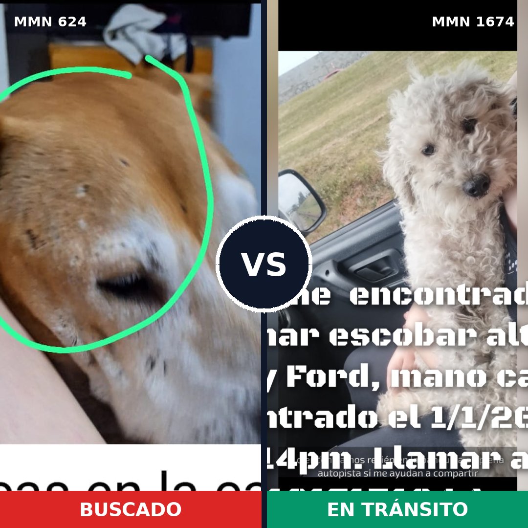 Comparativa MMS 36125: mascota perdida y mascota encontrada, 36% de similitud