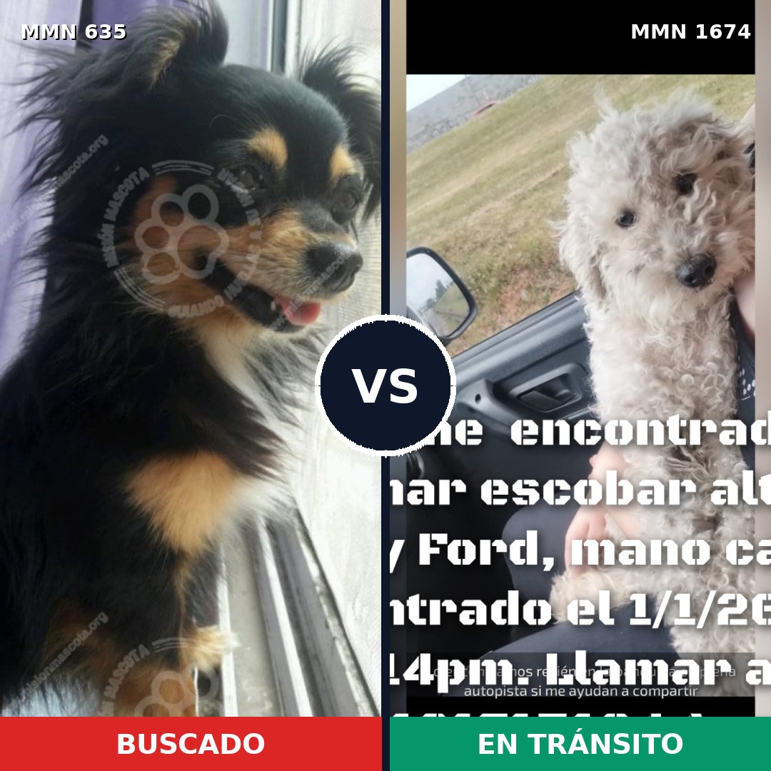 Comparativa MMS 36127: mascota perdida y mascota encontrada, 26% de similitud