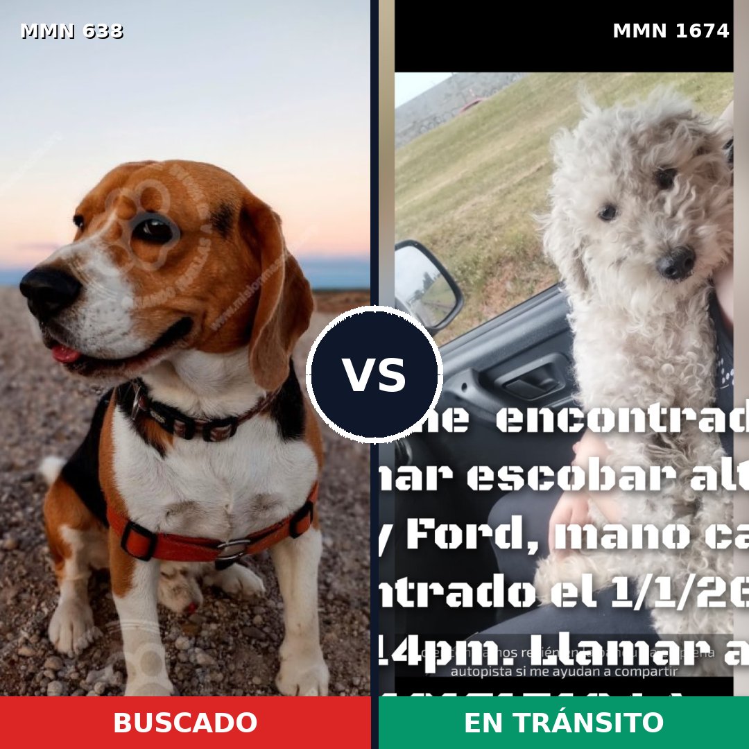 Comparativa MMS 36128: mascota perdida y mascota encontrada, 26% de similitud
