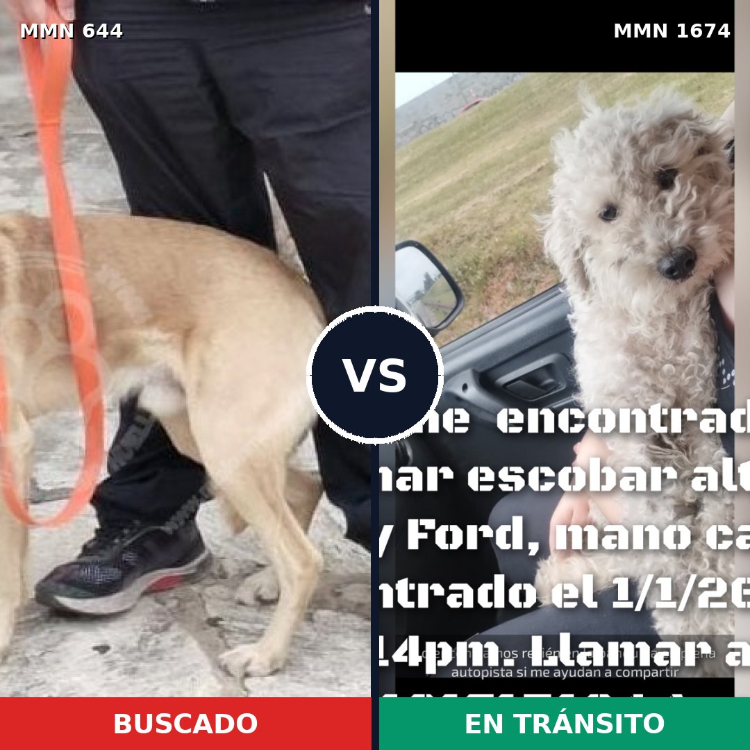 Comparativa MMS 36129: mascota perdida y mascota encontrada, 51% de similitud