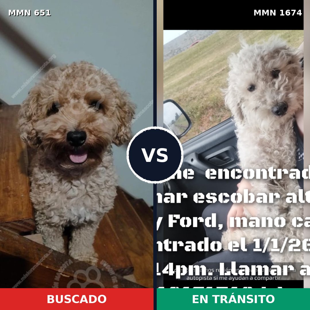 Comparativa MMS 36130: mascota perdida y mascota encontrada, 24% de similitud