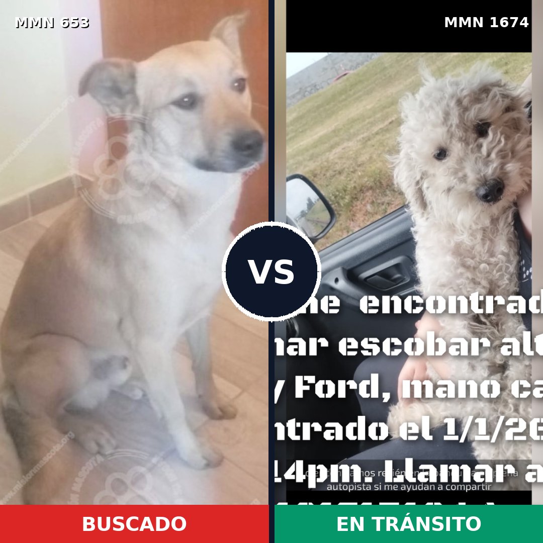 Comparativa MMS 36131: mascota perdida y mascota encontrada, 44% de similitud