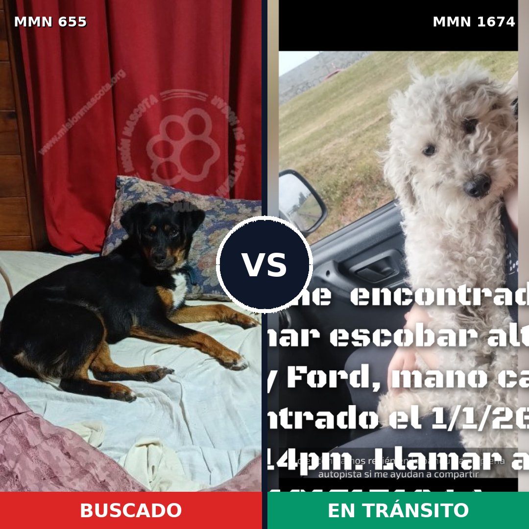 Comparativa MMS 36132: mascota perdida y mascota encontrada, 51% de similitud