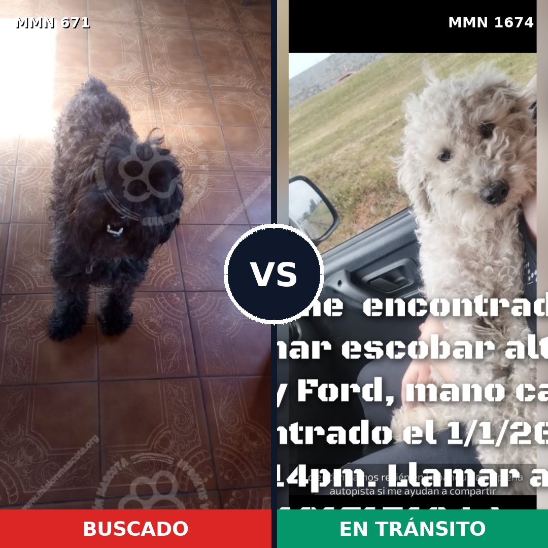 Comparativa MMS 36133: mascota perdida y mascota encontrada, 55% de similitud