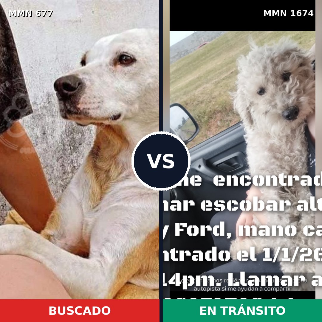 Comparativa MMS 36134: mascota perdida y mascota encontrada, 53% de similitud