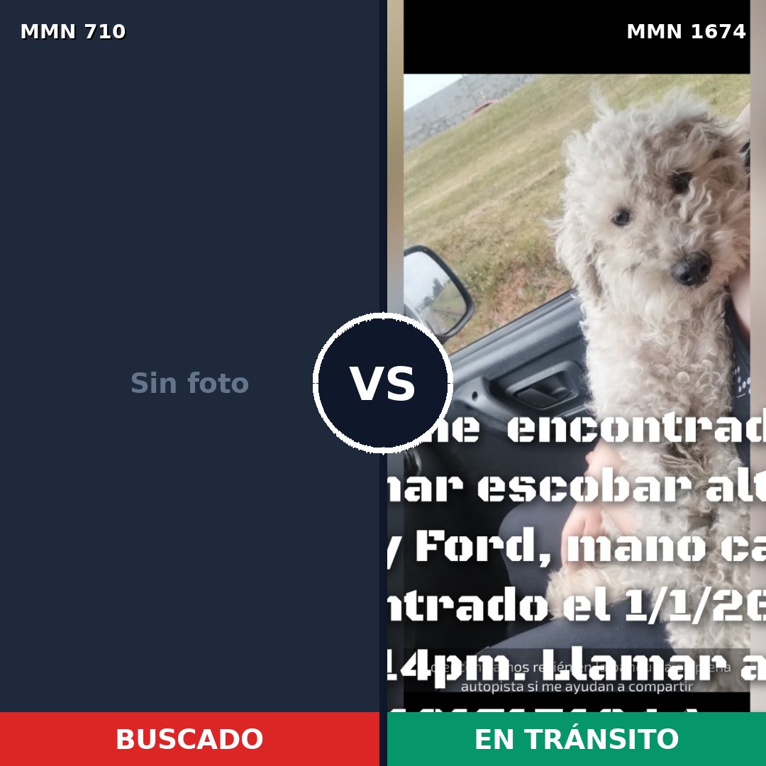 Comparativa MMS 36137: mascota perdida y mascota encontrada, 84% de similitud