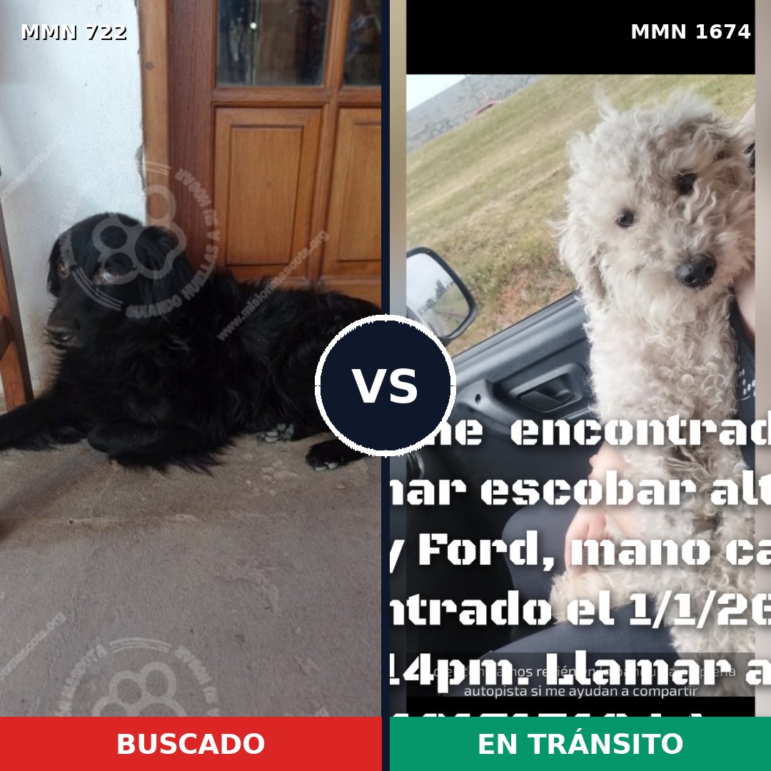 Comparativa MMS 36138: mascota perdida y mascota encontrada, 43% de similitud