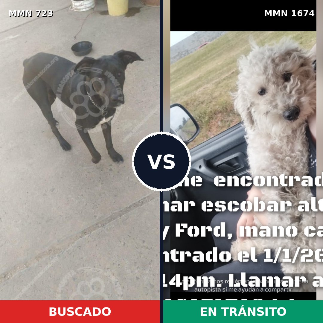 Comparativa MMS 36139: mascota perdida y mascota encontrada, 29% de similitud