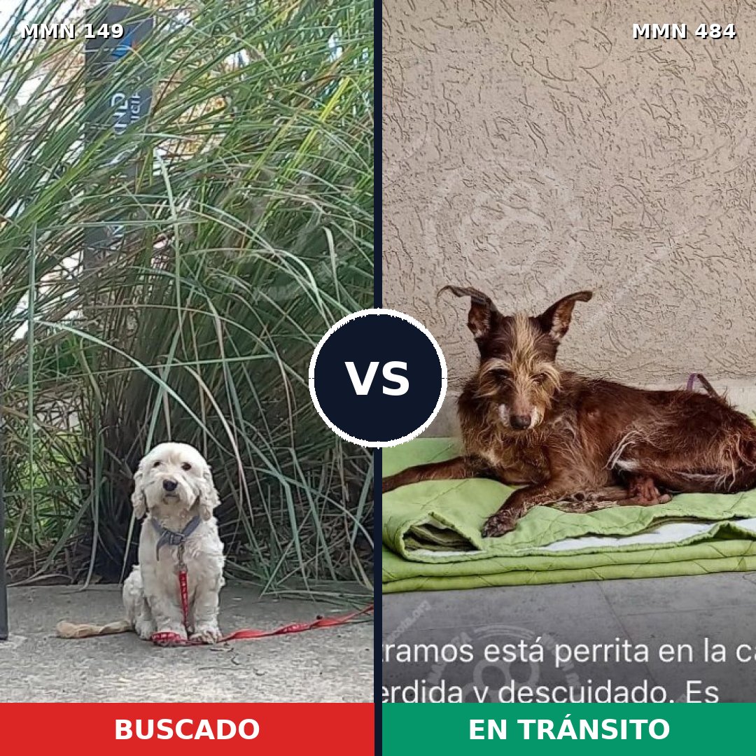 Comparativa MMS 3614: mascota perdida y mascota encontrada, 62% de similitud