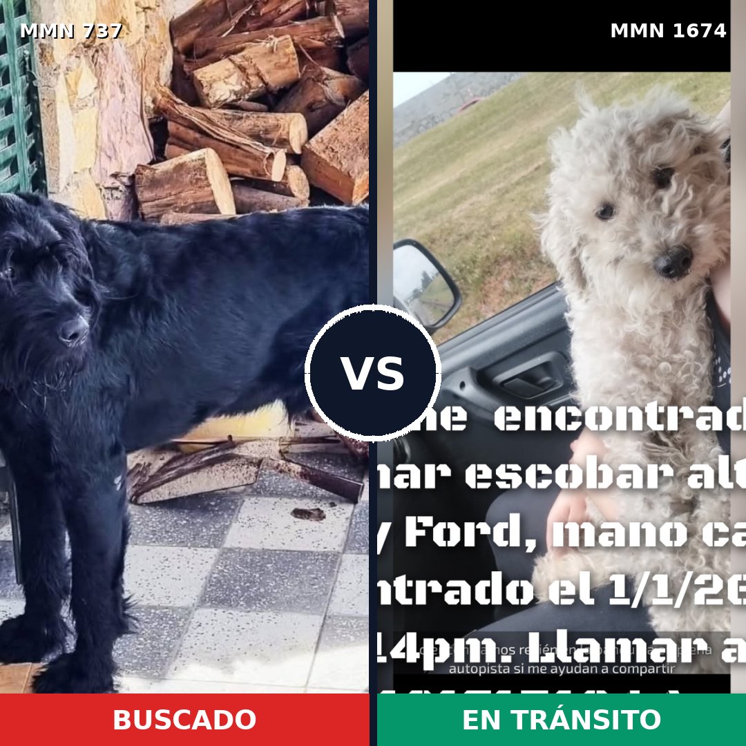 Comparativa MMS 36140: mascota perdida y mascota encontrada, 21% de similitud
