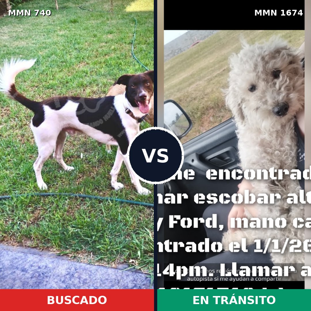 Comparativa MMS 36141: mascota perdida y mascota encontrada, 55% de similitud