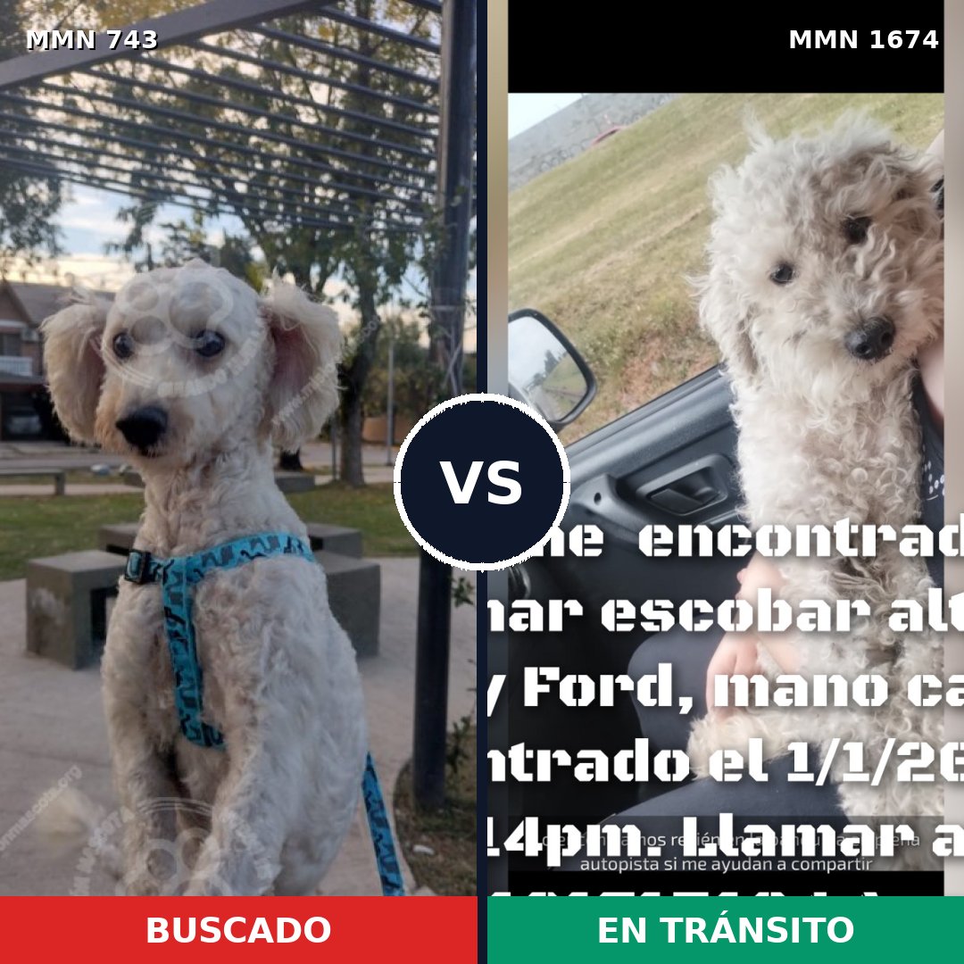 Comparativa MMS 36142: mascota perdida y mascota encontrada, 83% de similitud