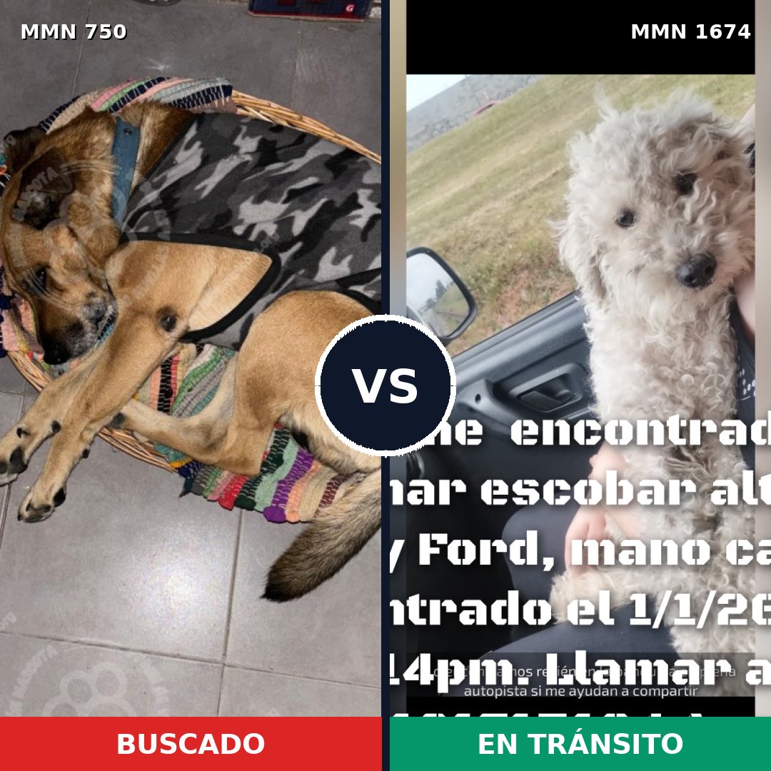 Comparativa MMS 36143: mascota perdida y mascota encontrada, 37% de similitud