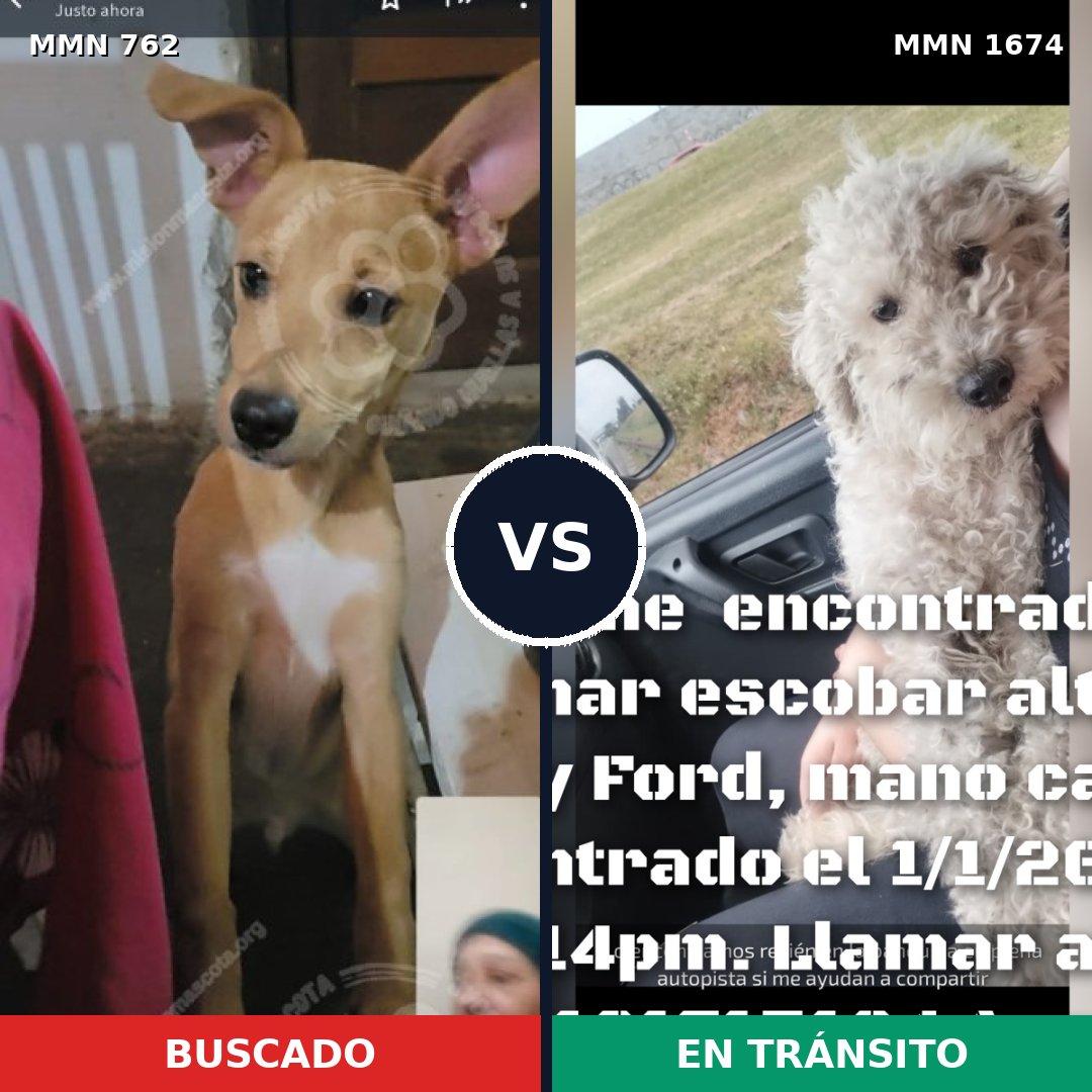 Comparativa MMS 36144: mascota perdida y mascota encontrada, 49% de similitud