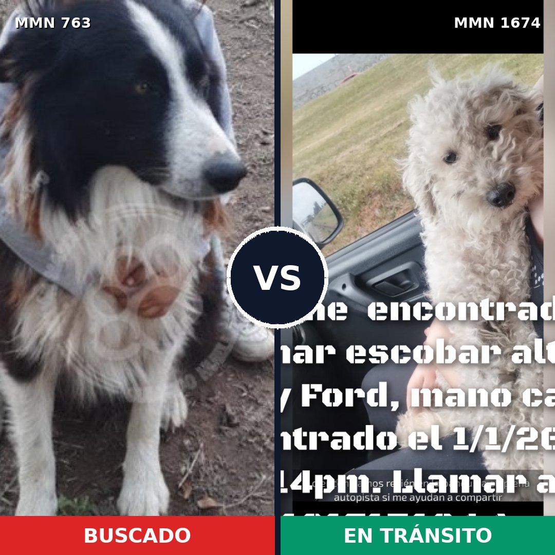 Comparativa MMS 36145: mascota perdida y mascota encontrada, 43% de similitud