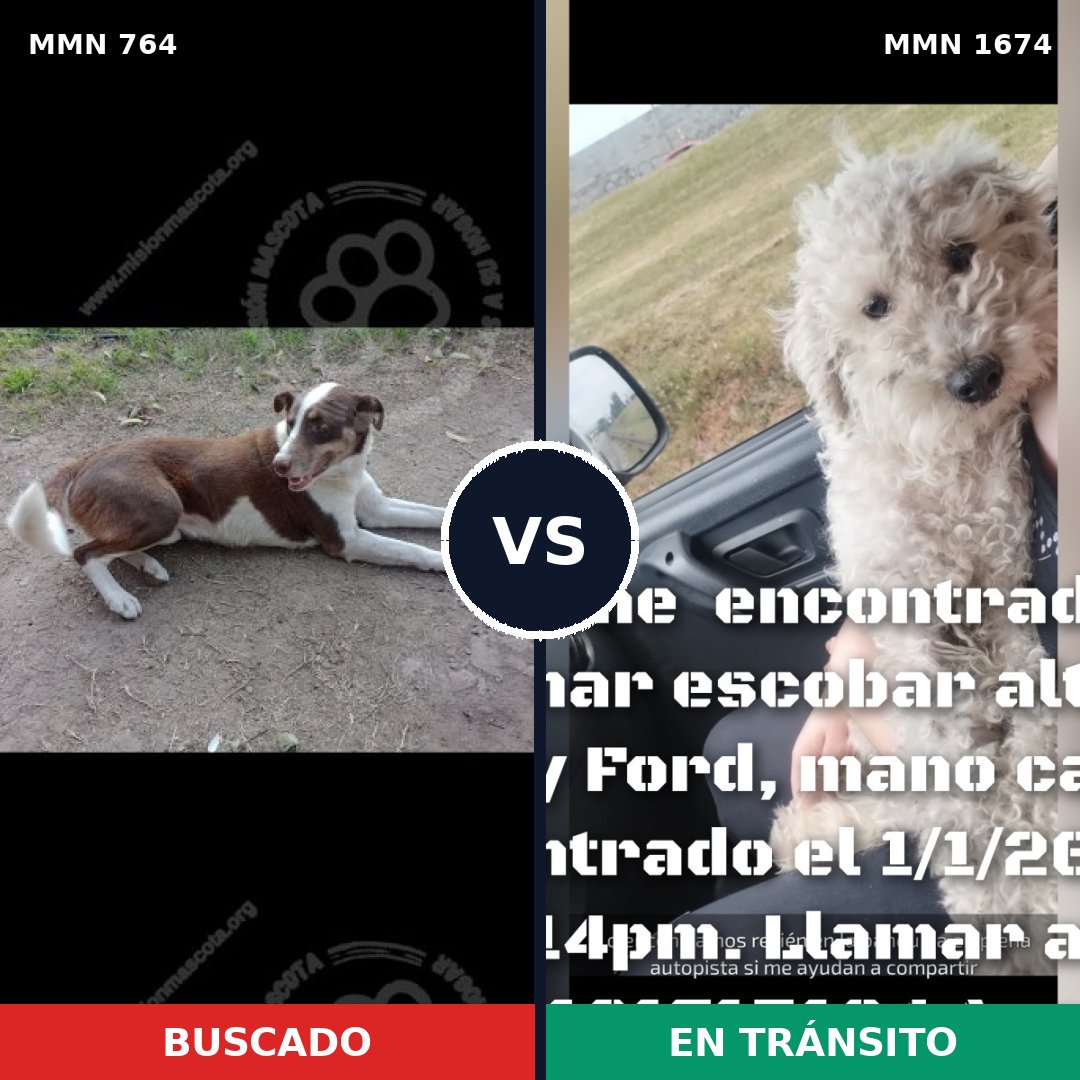Comparativa MMS 36146: mascota perdida y mascota encontrada, 46% de similitud