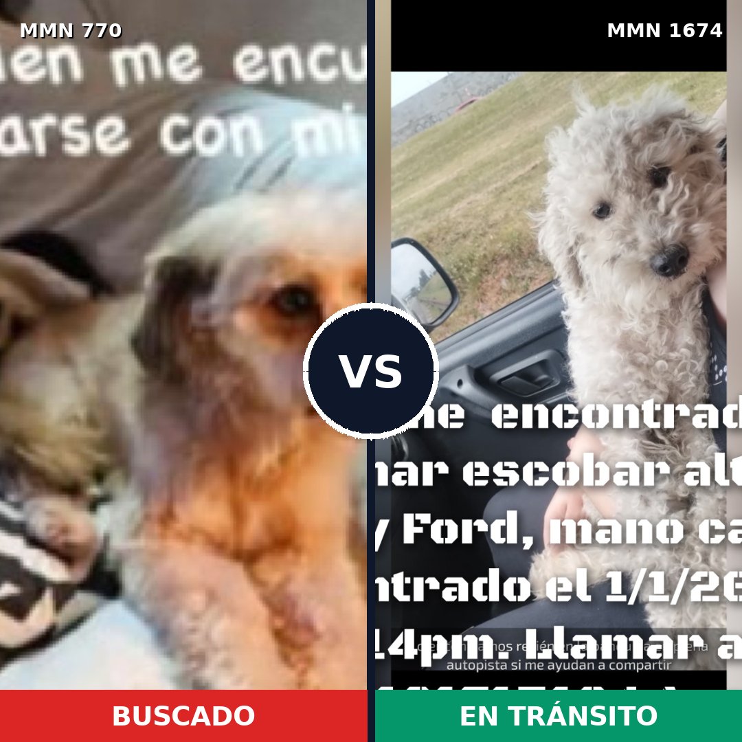 Comparativa MMS 36147: mascota perdida y mascota encontrada, 45% de similitud