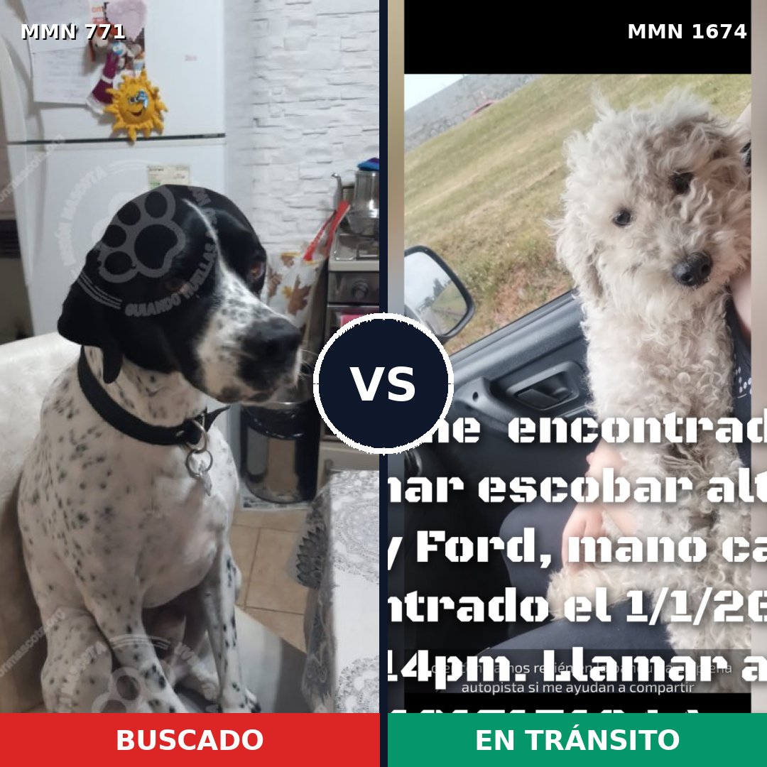 Comparativa MMS 36148: mascota perdida y mascota encontrada, 50% de similitud