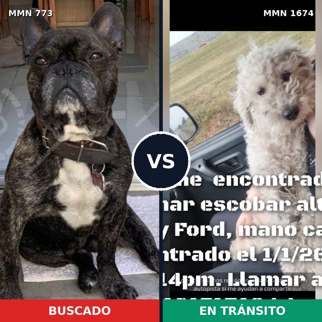 Comparativa MMS 36149: mascota perdida y mascota encontrada, 44% de similitud